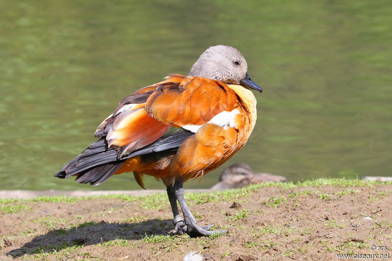 South African Shelduck male adult, identification