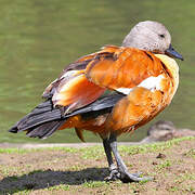 South African Shelduck