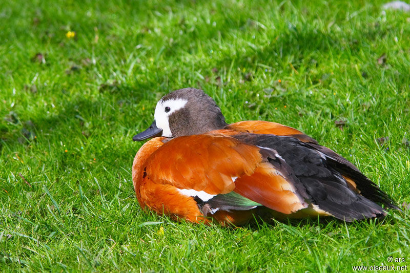 Tadorne à tête grise femelle adulte, identification