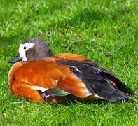 South African Shelduck