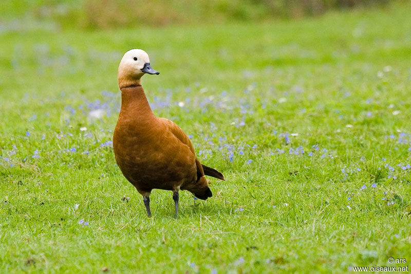 Ruddy Shelduck, identification