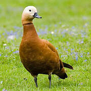 Ruddy Shelduck