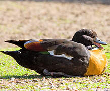 Tadorne d'Australie