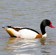 Common Shelduck