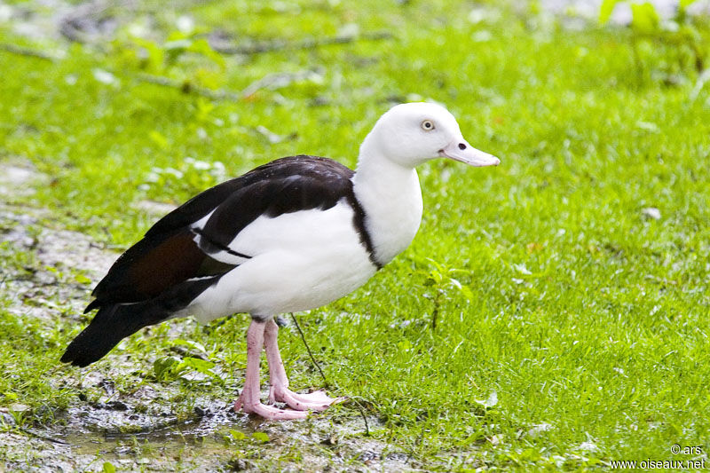 Raja Shelduck, identification