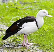 Radjah Shelduck