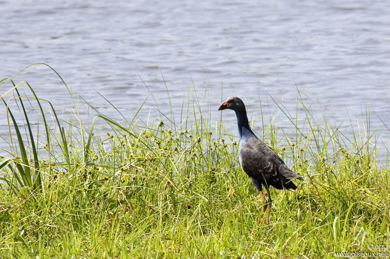 Talève à tête grise, identification