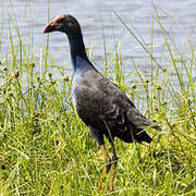 Grey-headed Swamphen