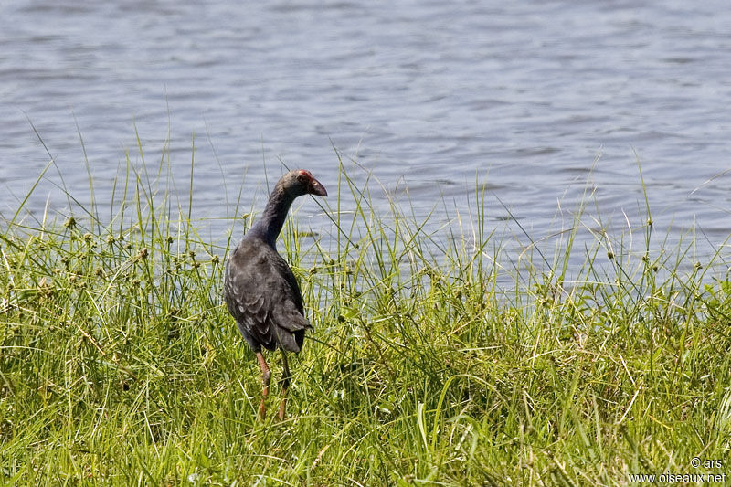 Talève à tête grise, identification