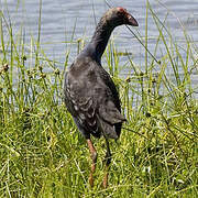 Grey-headed Swamphen