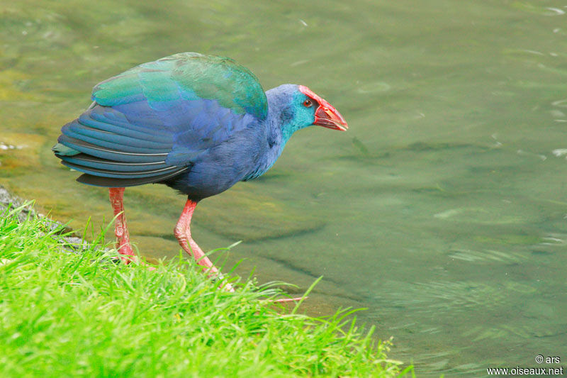 Western Swamphen, identification