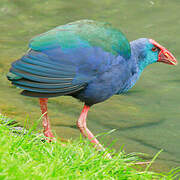 Western Swamphen