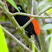 Scarlet-rumped Tanager