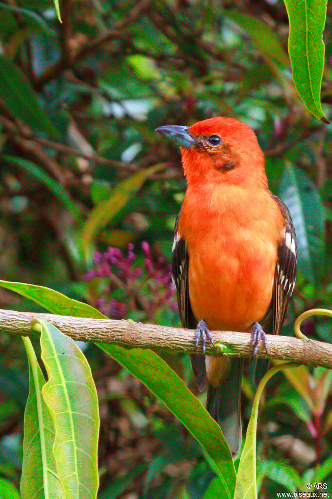 Tangara à dos rayé mâle adulte, identification