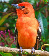 Flame-colored Tanager