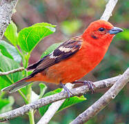 Flame-colored Tanager