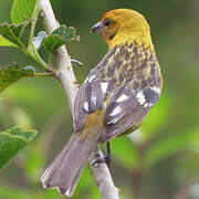 Flame-colored Tanager