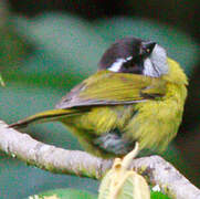 Sooty-capped Bush Tanager