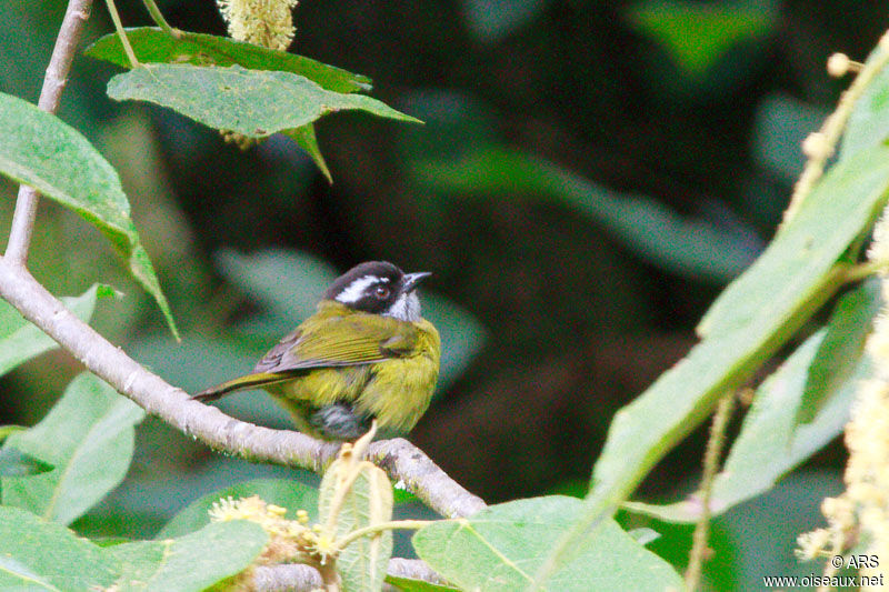Sooty-capped Bush Tanager, identification