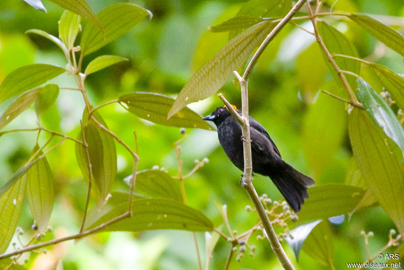 Tawny-crested Tanager, identification