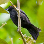 Tawny-crested Tanager