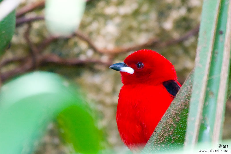 Brazilian Tanager, identification