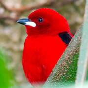 Brazilian Tanager