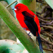 Brazilian Tanager