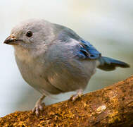 Blue-grey Tanager