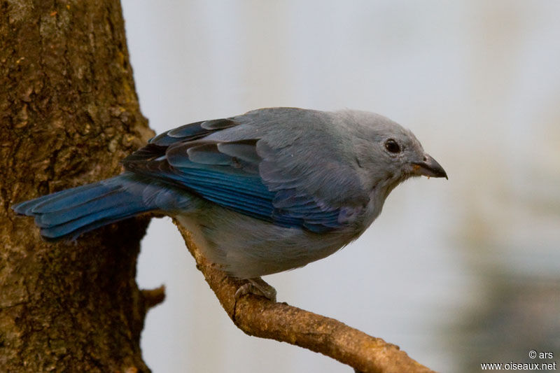 Tangara évêque, identification