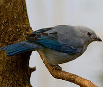 Blue-grey Tanager