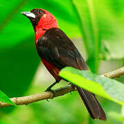 Masked Crimson Tanager