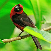 Masked Crimson Tanager