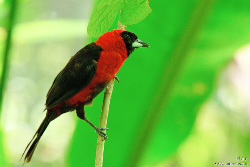 Masked Crimson Tanager, identification