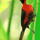 Tangara masqué