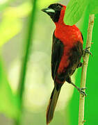 Masked Crimson Tanager