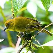 Carmiol's Tanager