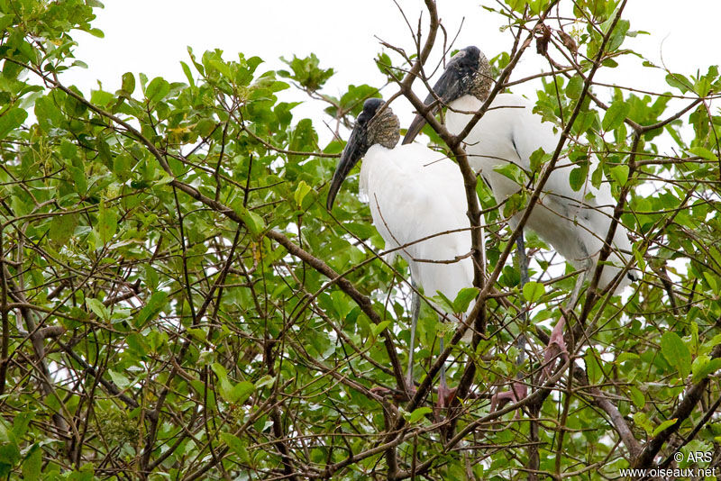 Wood Stork, identification