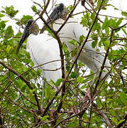 Wood Stork