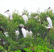 Wood Stork