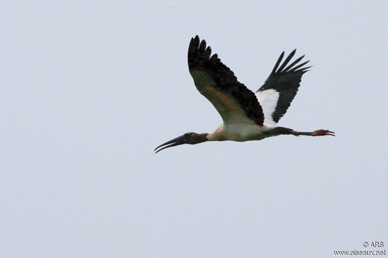 Wood Stork, Flight