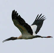 Wood Stork