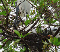 Wood Stork