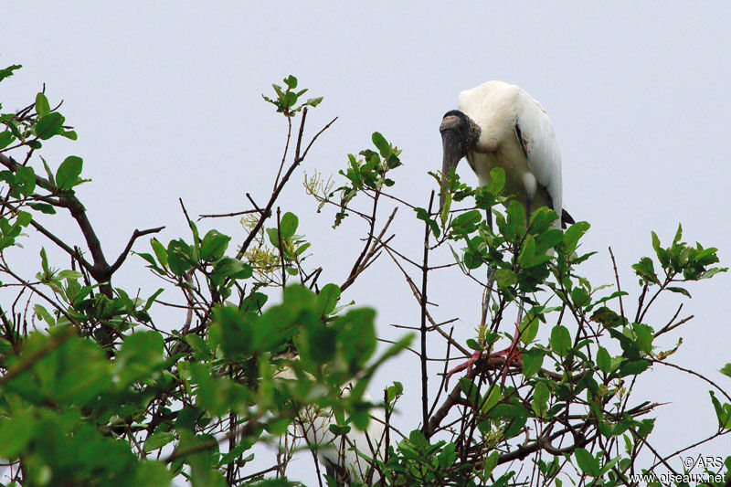 Wood Stork, identification