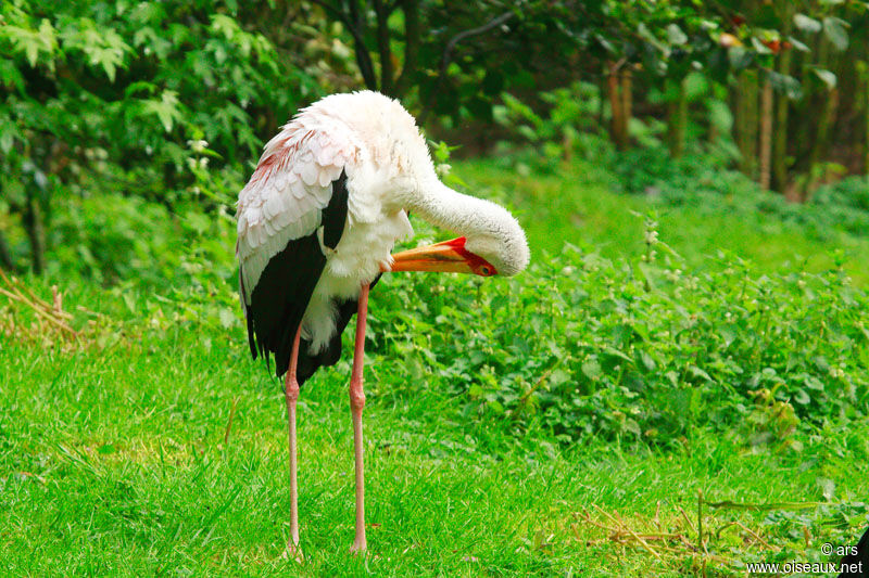 Yellow-billed Stork, identification