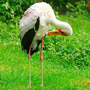 Yellow-billed Stork