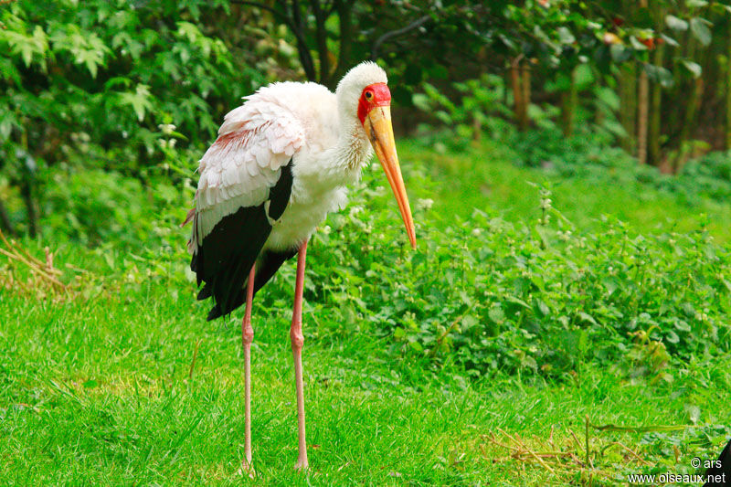 Tantale ibis, identification