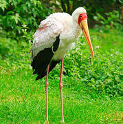 Yellow-billed Stork