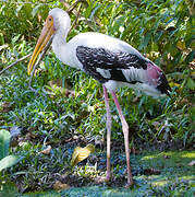 Painted Stork