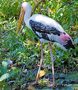 Painted Stork